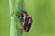 Cantharis D4