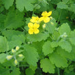 Taraxacum D3