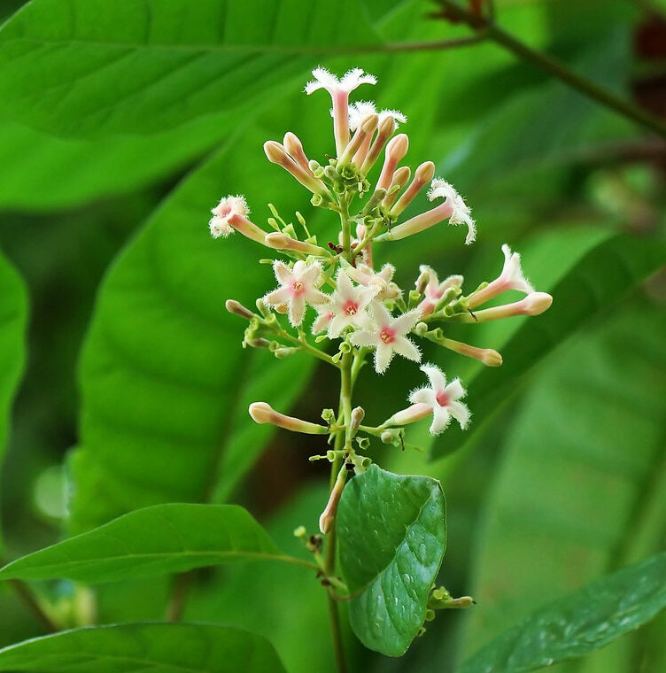 Cinchona officinalis