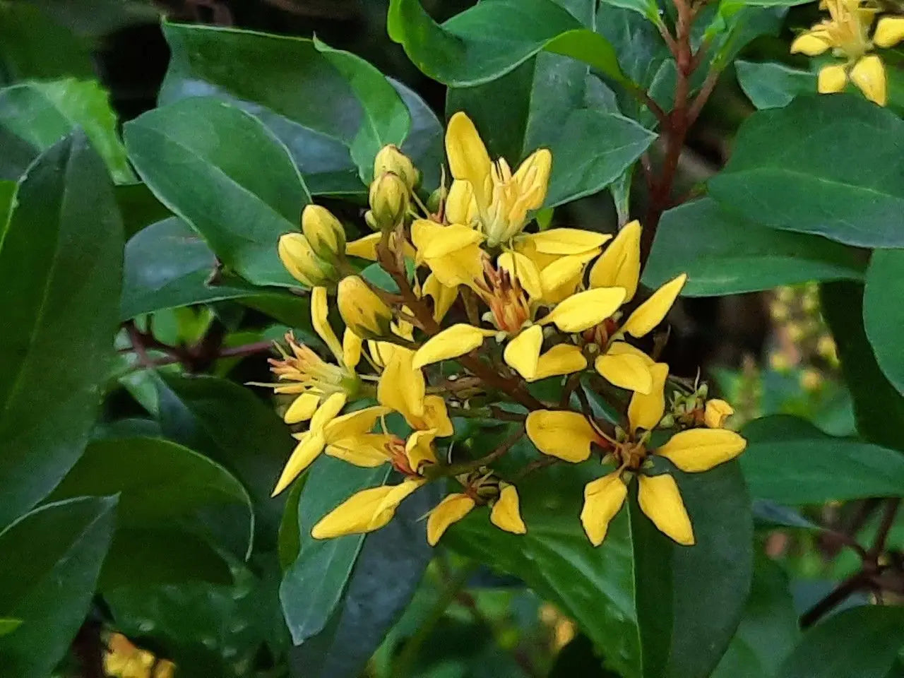 Galphimia glauca trit. D4