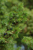 Juniperus communis D3
