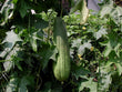 Luffa (sponge cucumber)