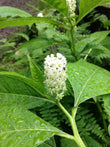 Phytolacca D4 0.05g