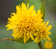 Solidago virgaurea