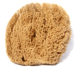 Spongia (sea sponge)