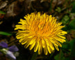 Taraxacum D1