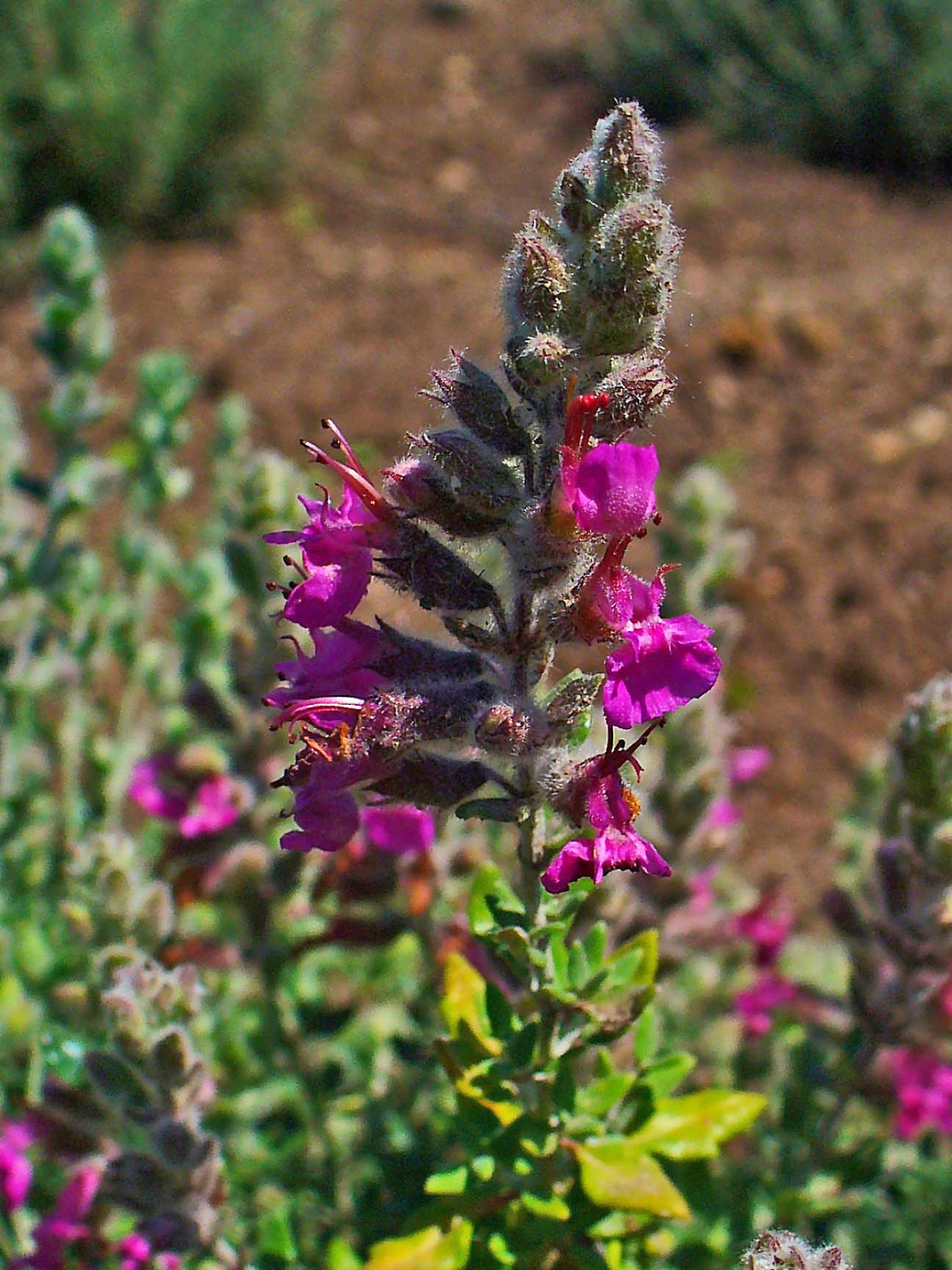 Teucrium marum trit. D4