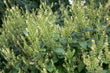 Teucrium scorodonia
