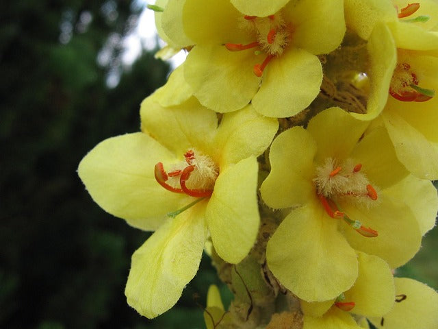 Verbascum densiflorum trit. D2